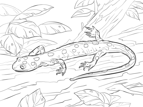 Yellow Spotted Salamander  Coloring Page